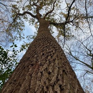 Meet your Posher, Yolanda